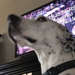 Meet your Posher, Josh